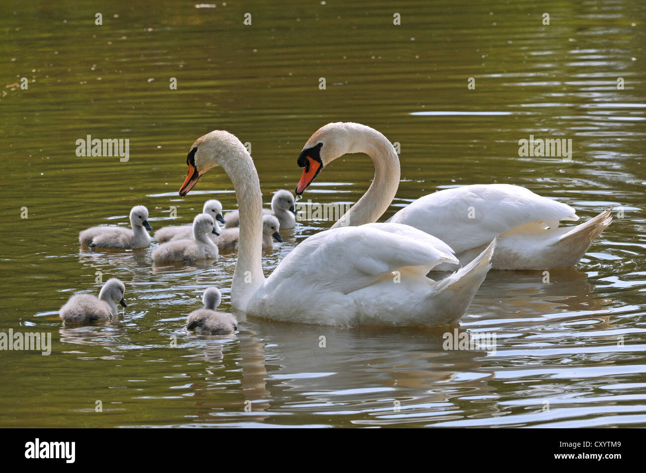 Mute Swans (Cygnus olor), two adult birds with chicks, Plothener Ponds, Thuringia Stock Photo