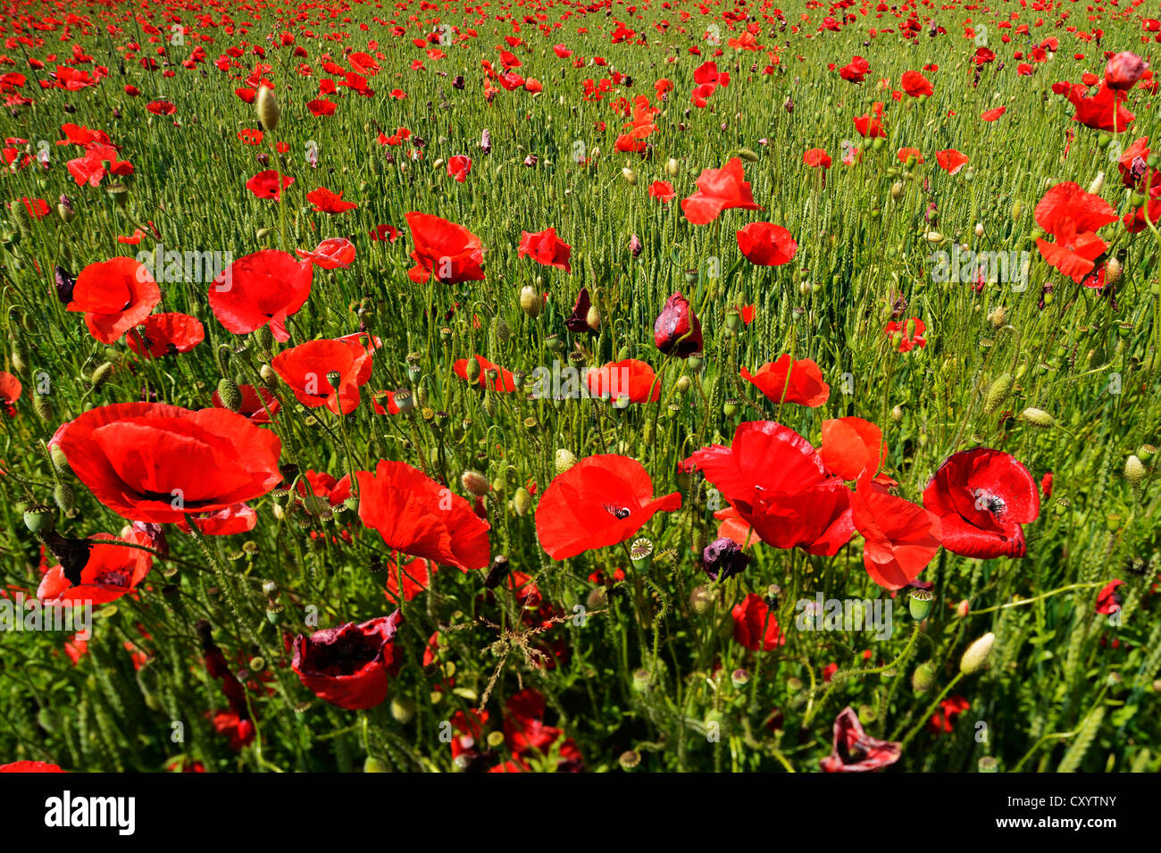 Field of poppies (Papaver rhoeas), Hausem am Albis, Switzerland, Europe Stock Photo
