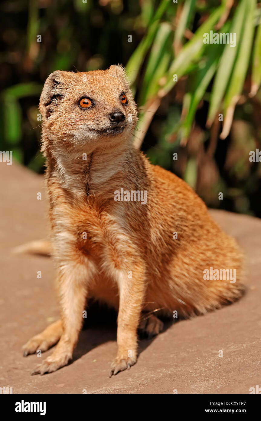 Yellow mongoose (Cynictis penicillata), found in southern Africa, captive Stock Photo