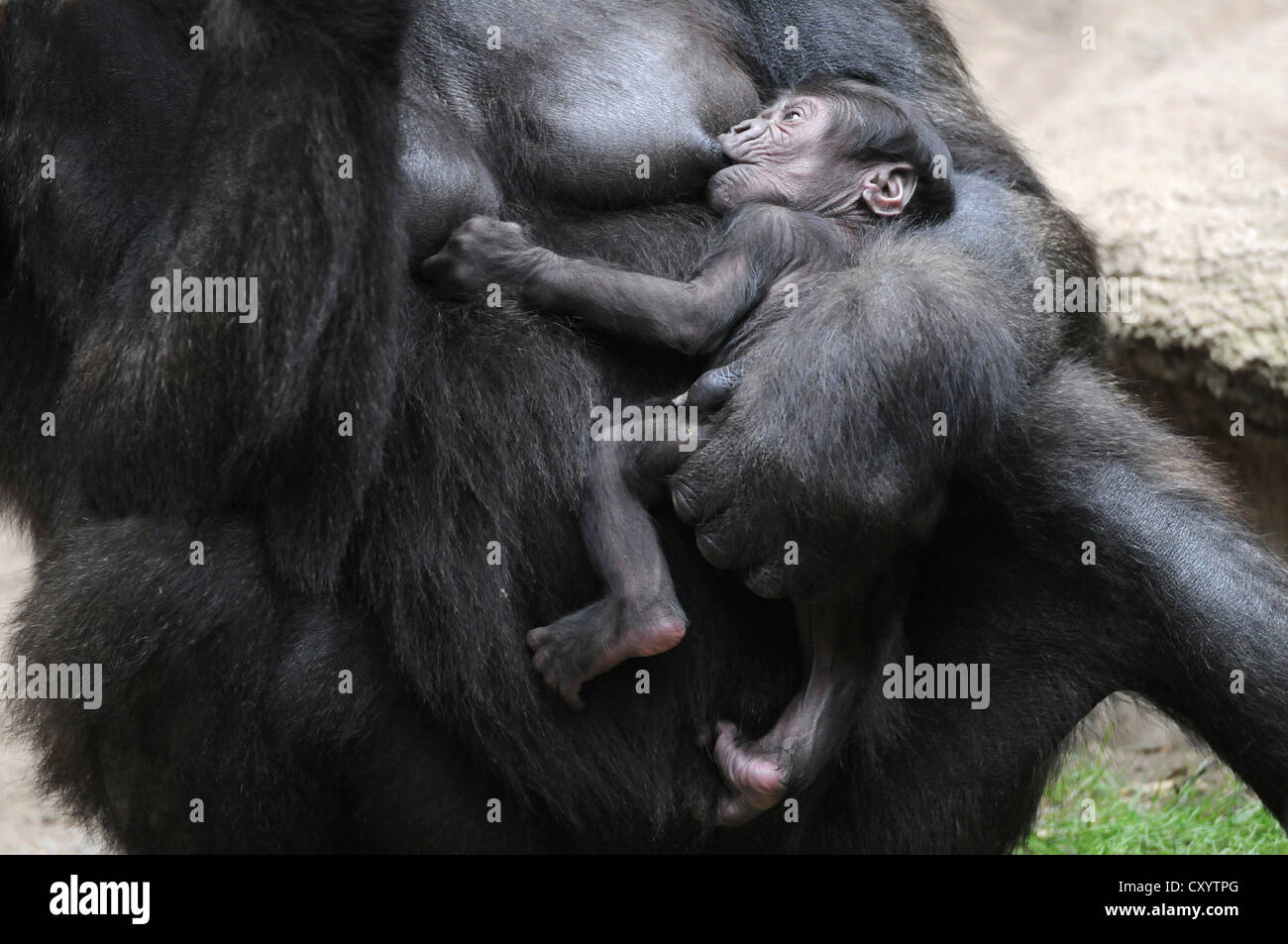 Western Lowland Gorilla (Gorilla gorilla gorilla), baby suckling milk from its mother, captive, African species, zoo animals Stock Photo