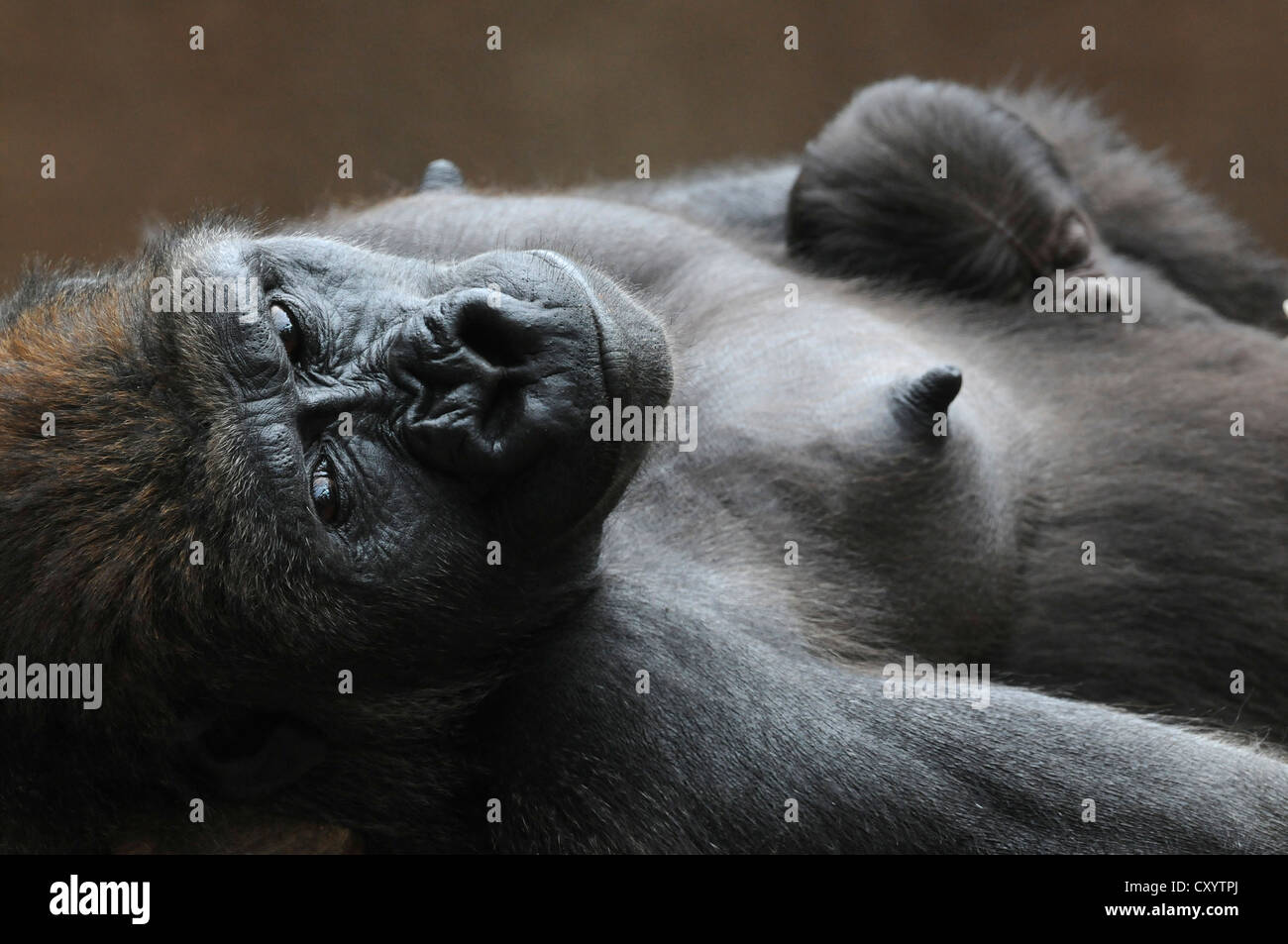 Western Lowland Gorilla (Gorilla gorilla gorilla), mother and baby resting, captive, African species, zoo animals, Lower Saxony Stock Photo