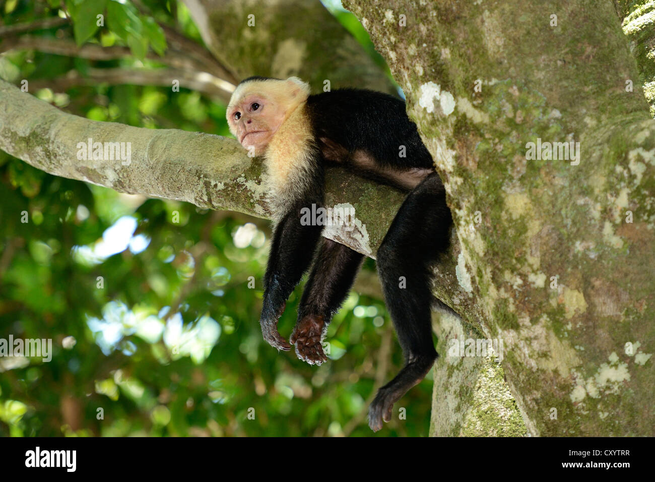White-headed or White-faced capuchin (Cebus capucinus), asleep on a branch, Manuel Antonio National Park, Central Pacific Coast Stock Photo