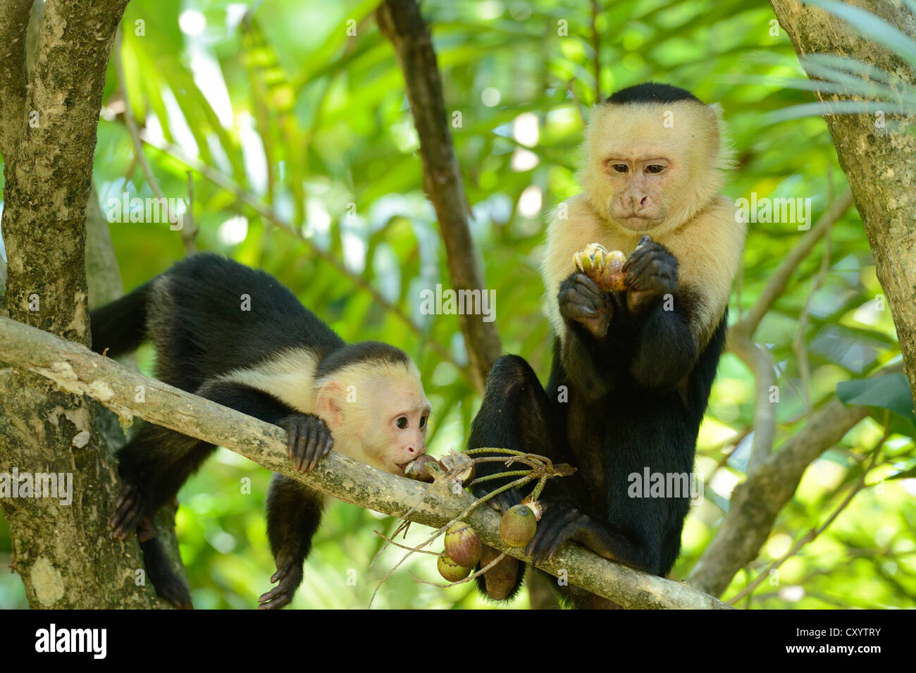White-headed or White-faced Capuchins (Cebus capucinus), at feeding time, Manuel Antonio National Park, Costa Rica Stock Photo