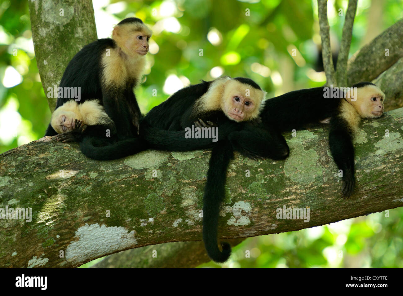 White-headed or White-faced Capuchins (Cebus capucinus), resting on tree, Manuel Antonio National Park, Costa Rica Stock Photo