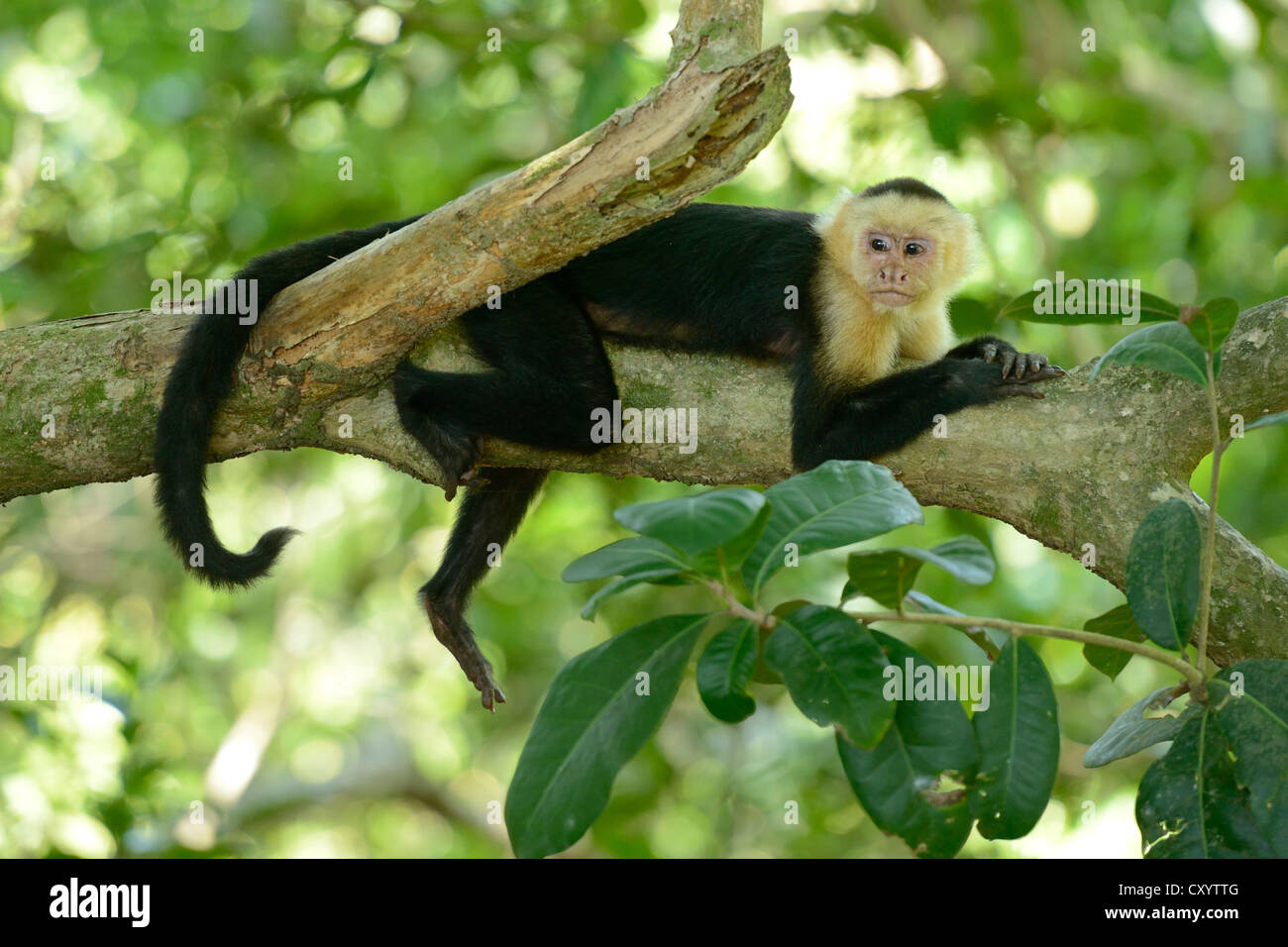 White-headed or White-faced Capuchin (Cebus capucinus), resting on branch, Manuel Antonio National Park, Costa Rica Stock Photo