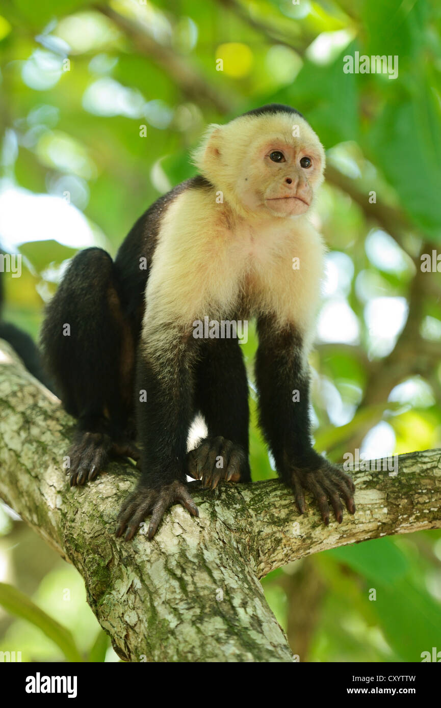 White-headed or White-faced Capuchin (Cebus capucinus), sitting on branch, Manuel Antonio National Park, Costa Rica Stock Photo