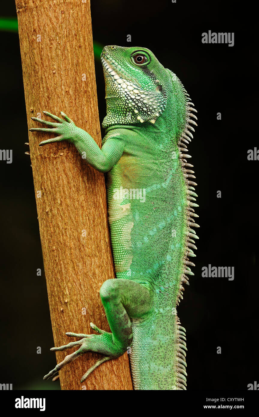 Chinese Water Dragon High Resolution Stock Photography and Images Alamy