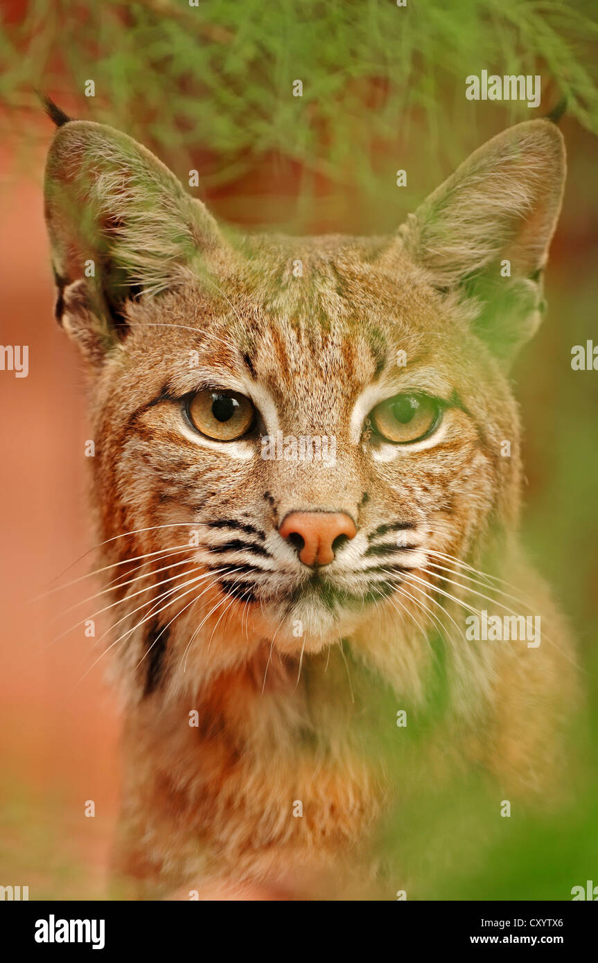 Bobcat (Lynx rufus, Felis rufa), portrait, captive, Florida, USA Stock Photo