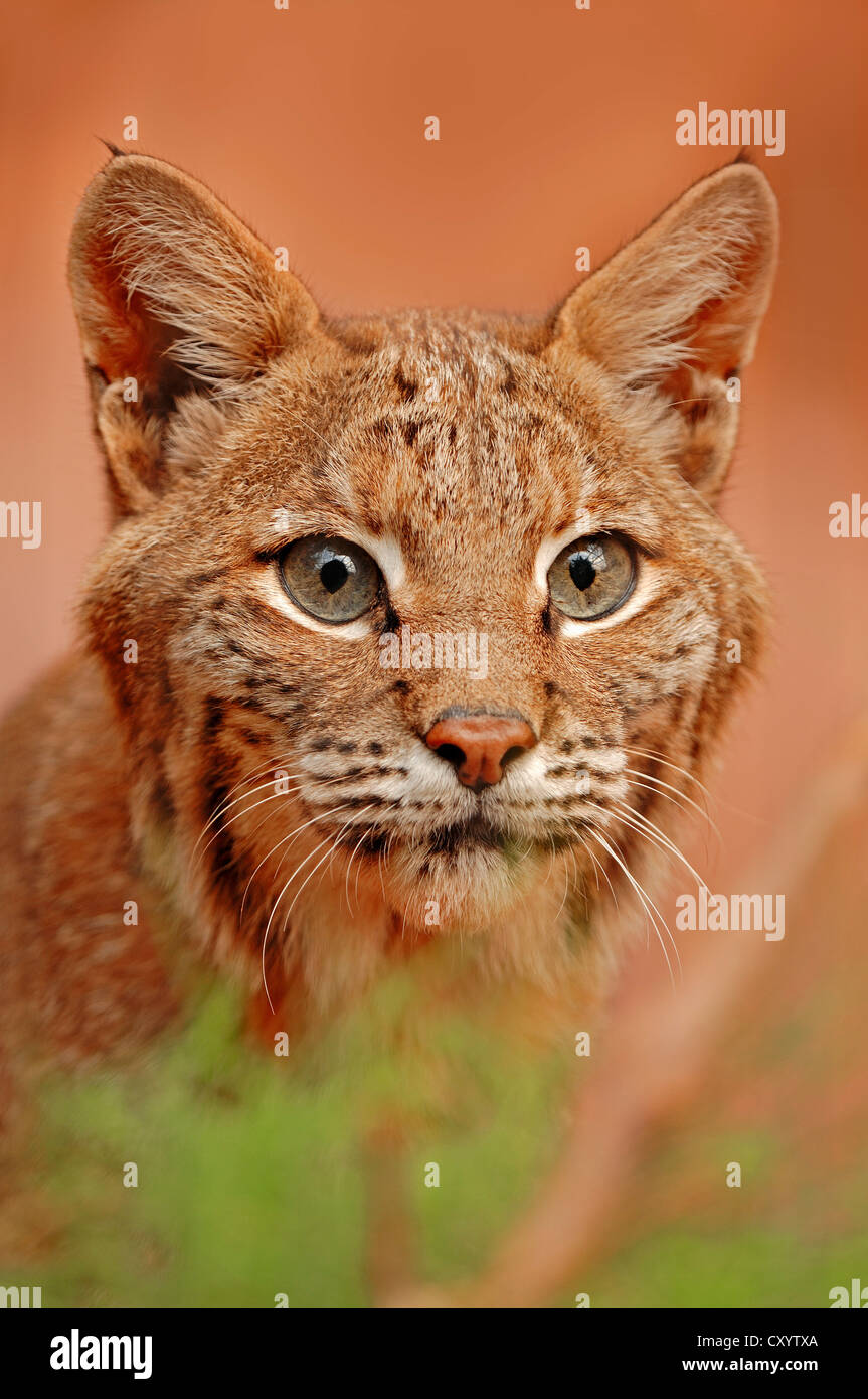 Bobcat (Lynx rufus, Felis rufa), portrait, captive, Florida, USA Stock Photo