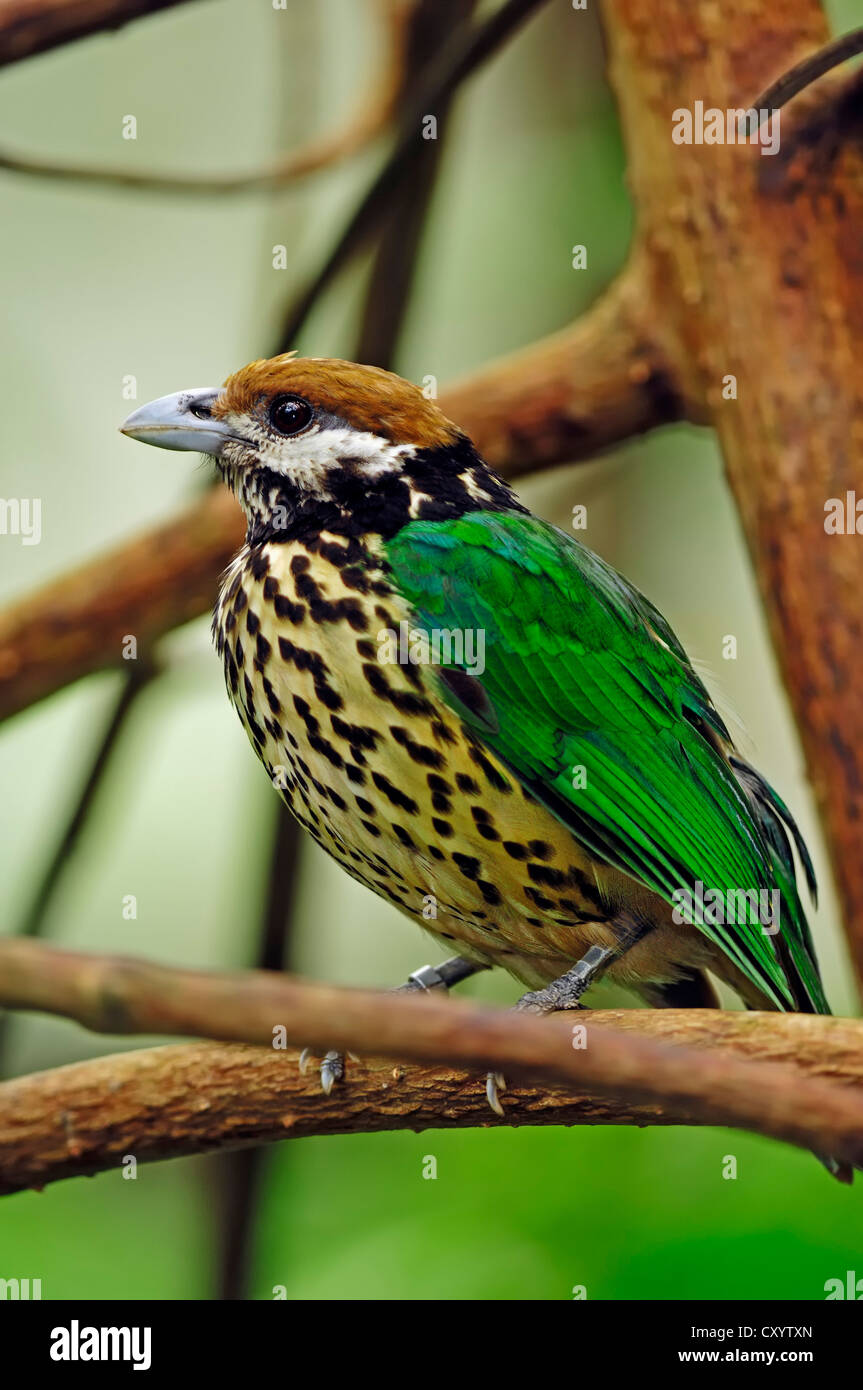 White-eared catbird (Ailuroedus buccoides), found in Asia, captive, Belgium, Europe Stock Photo