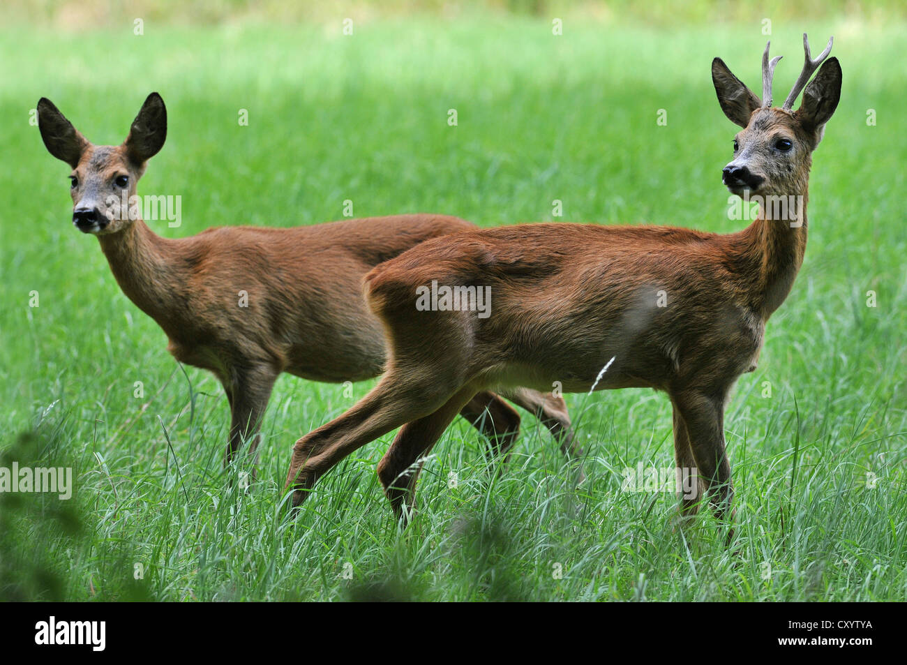 European Roe Deer (Capreolus capreolus), buck and doe, in the wild, Saxony Stock Photo