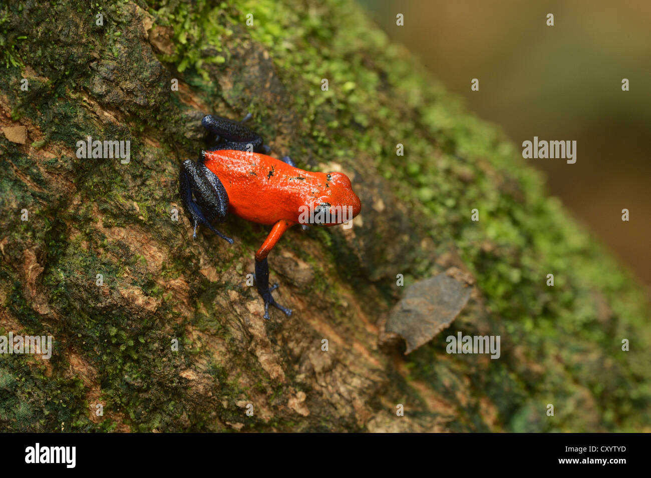 Strawberry Poison Frog (Dendrobates pumilio), Tenorio Volcano National ...