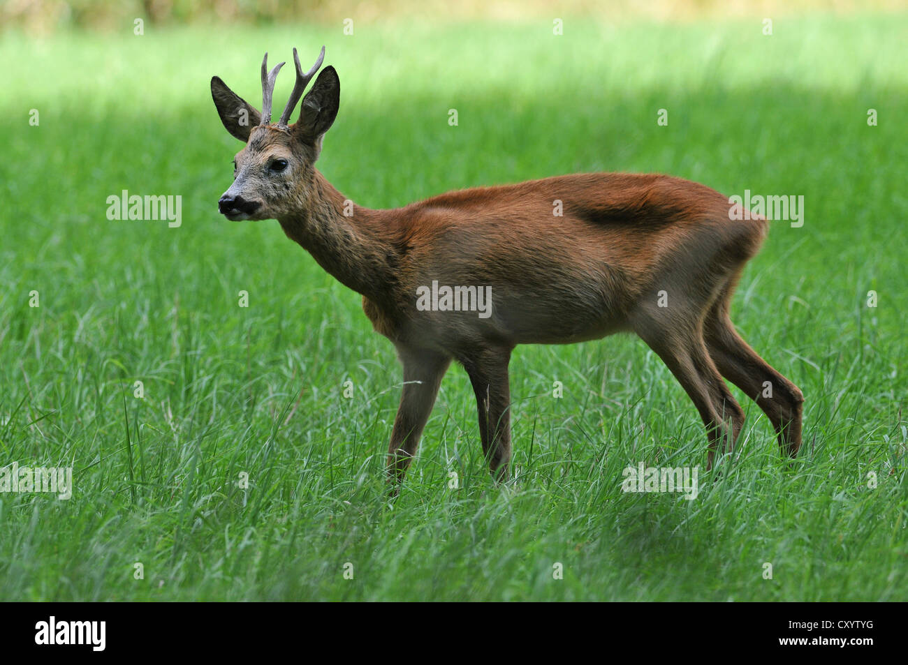 European Roe Deer (Capreolus capreolus), buck with its summer coat, in the wild, Saxony Stock Photo
