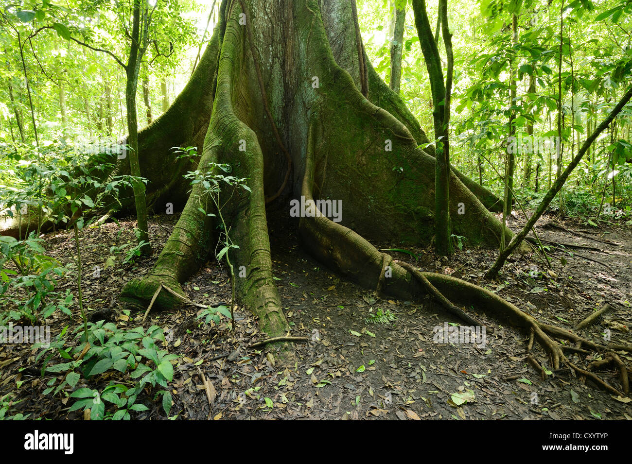 Kapok tree (Ceiba pentandra) in the tropical rain forest, Rincon de la Vieja National Park, Guanacaste, Costa Rica Stock Photo