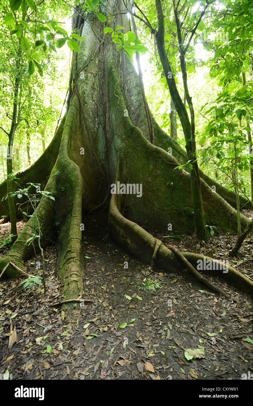 Kapok tree (Ceiba pentandra) in the tropical rain forest, Rincon de la Vieja National Park, Guanacaste, Costa Rica Stock Photo