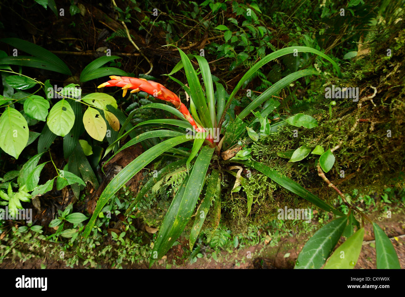 Bromeliad (Bromeliaceae) in flower, Monteverde National Park, Costa Rica, Central America Stock Photo