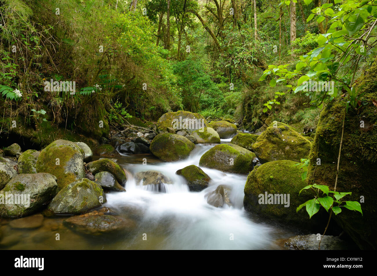 River head of the Rio Savegre river, San Gerardo de Dota, Costa Rica ...