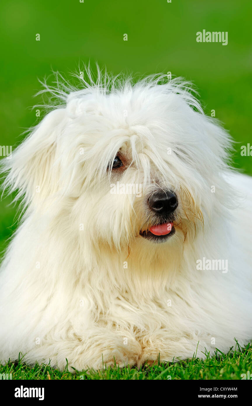 What Does A 3 Month Old Coton De Tulear Puppy Like To Eat