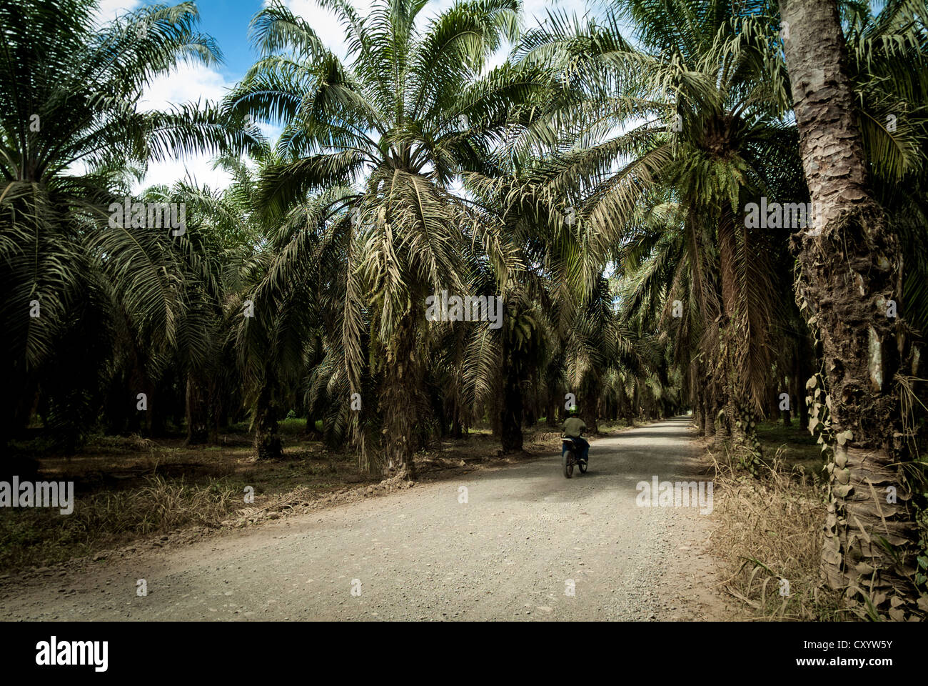 Palm oil plantation near Quepos, Costa Rica Stock Photo - Alamy