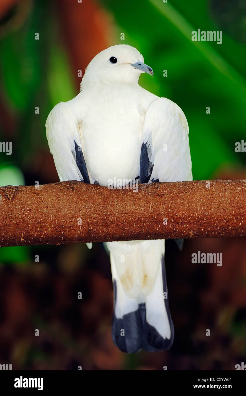 Ducula imperial hires stock photography and images Alamy