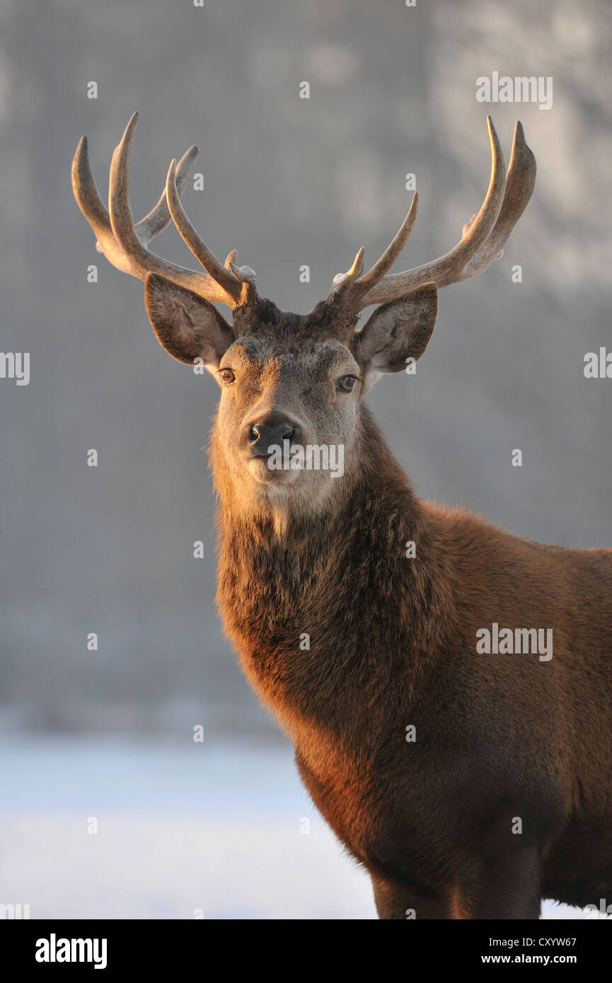 Red deer (Cervus elaphus), state game reserve, Lower Saxony, PublicGround Stock Photo