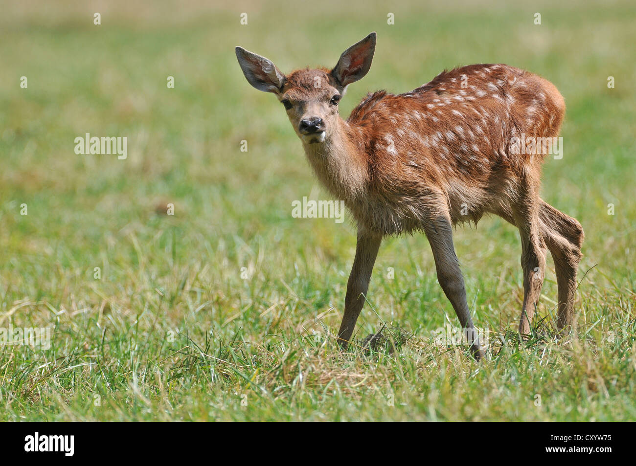 Red deer (Cervus elaphus), fawn, state game reserve, Lower Saxony, PublicGround Stock Photo