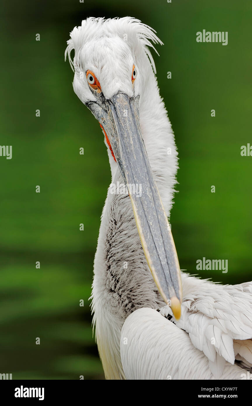 Dalmatian Pelican (Pelecanus crispus), portrait, native to Europe and Asia, captive, France, Europe Stock Photo