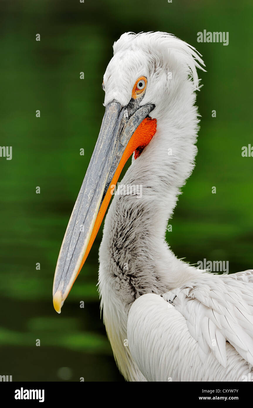 Dalmatian Pelican (Pelecanus crispus), portrait, native to Europe and Asia, captive, France, Europe Stock Photo