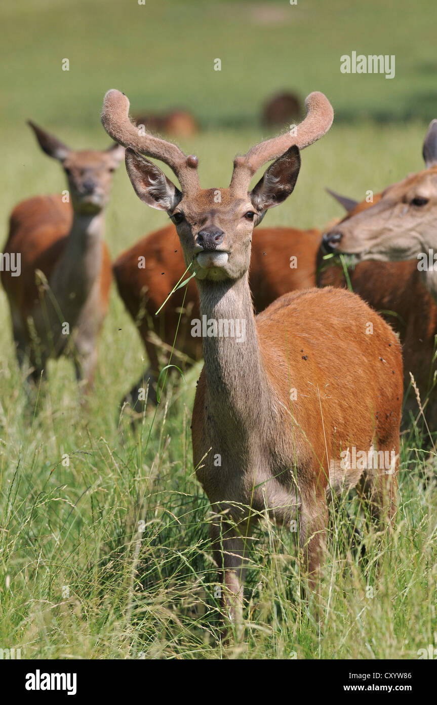 Red deer (Cervus elaphus), young stag in velvet, feeding, browsing, herd at back, state game reserve, Lower Saxony, PublicGround Stock Photo