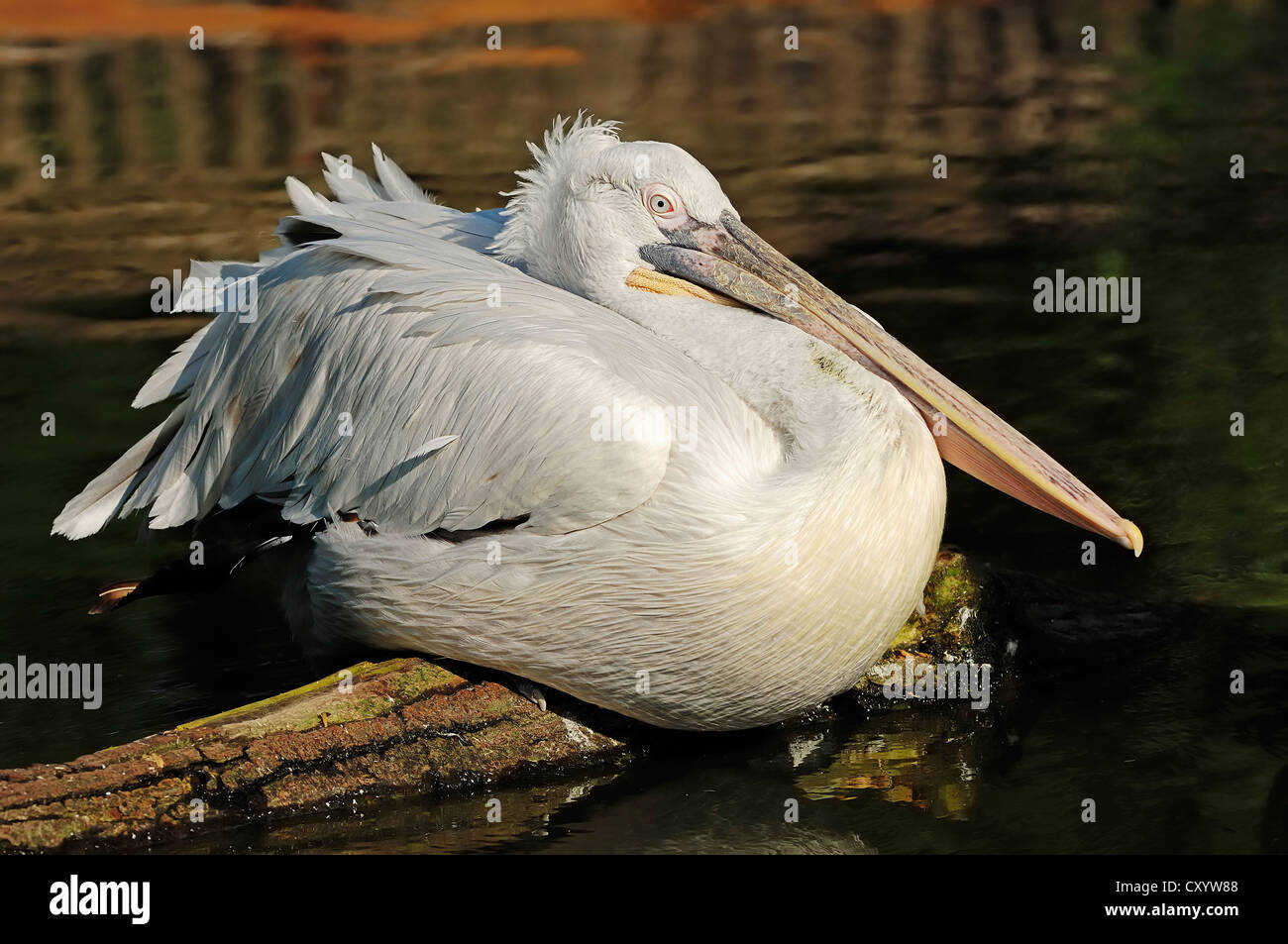 Dalmatian Pelican (Pelecanus crispus), native to Europe and Asia, captive, France, Europe Stock Photo