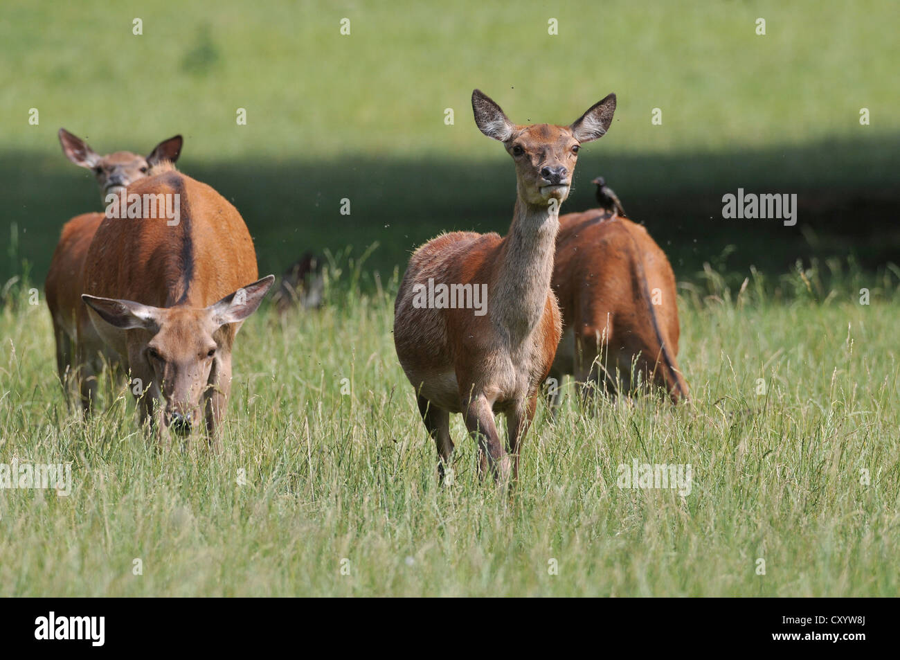 Red deer (Cervus elaphus), does, hinds, state game reserve, Lower Saxony, PublicGround Stock Photo