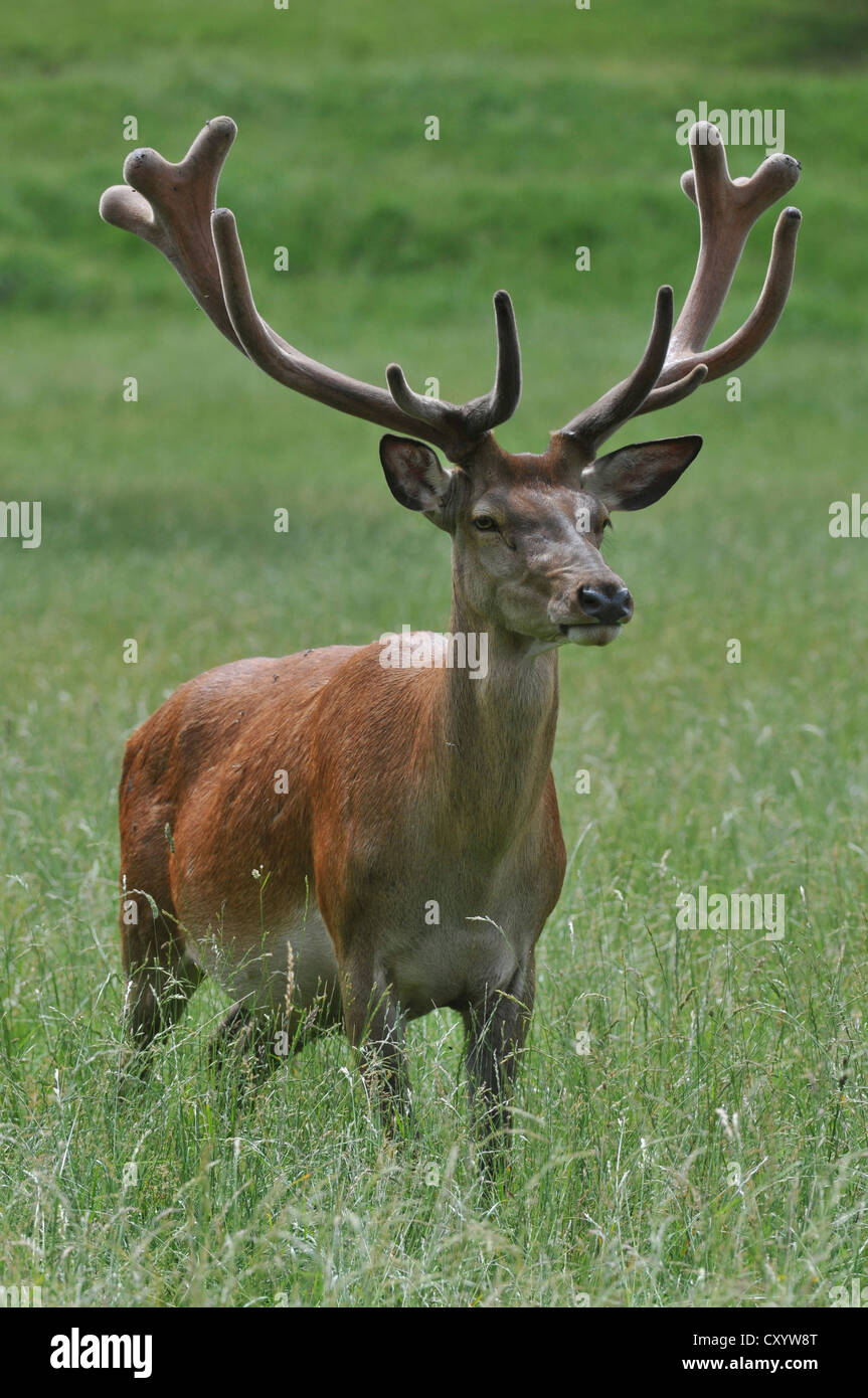 Red deer (Cervus elaphus), stag in velvet, state game reserve, Lower Saxony, PublicGround Stock Photo