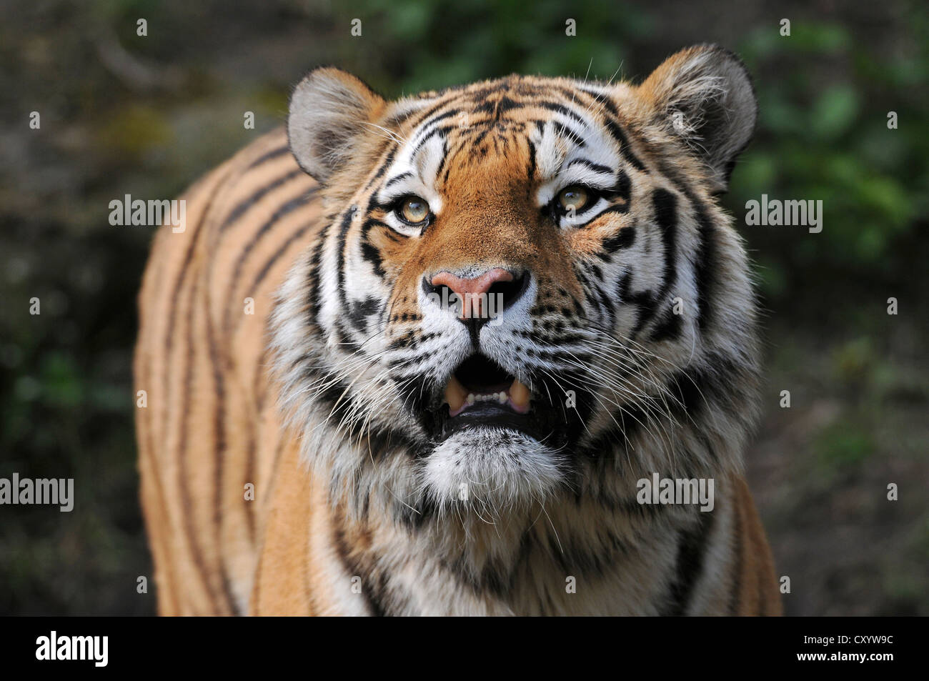 Siberian tiger, Amur tiger (Panthera tigris altaica), zoo, Lower Saxony Stock Photo