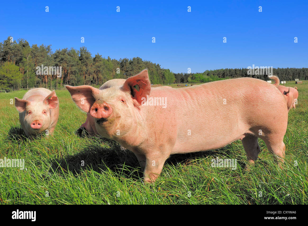 Domestic pigs (Sus scrofa domestica), free-range, Schleswig-Holstein Stock Photo