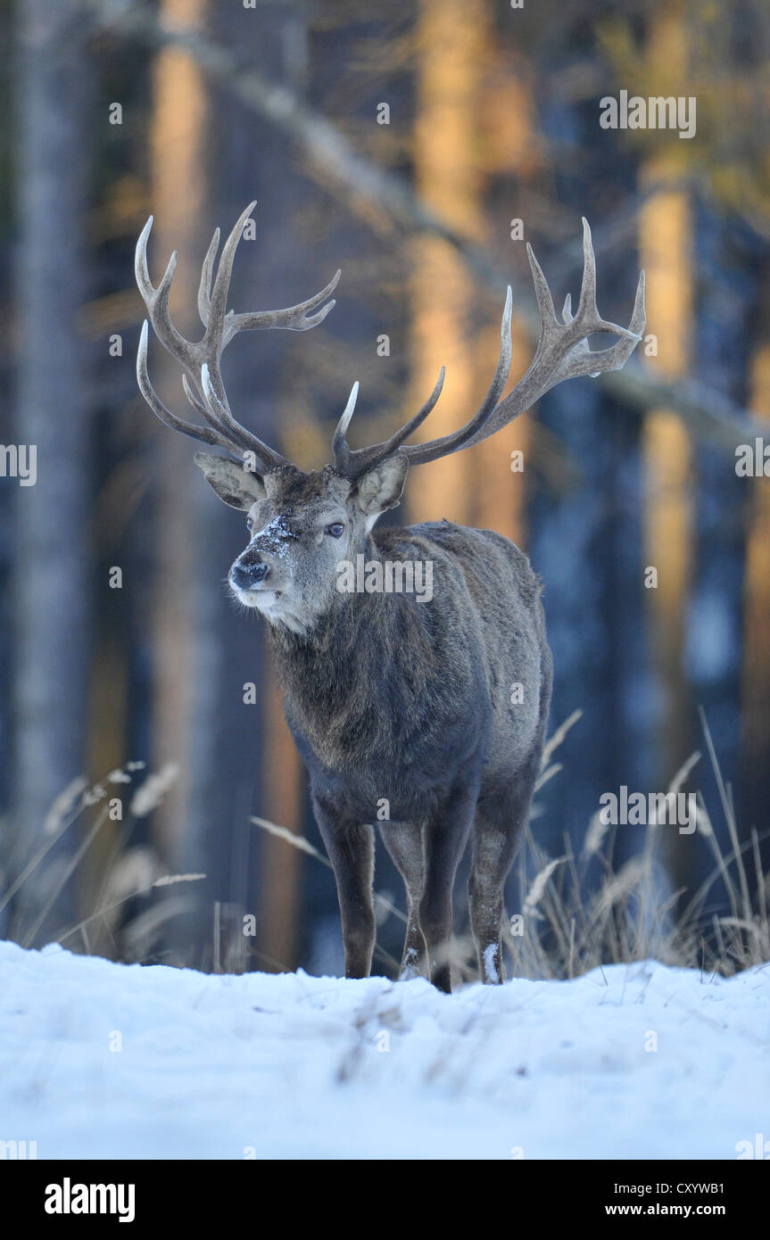 Red deer (Cervus elaphus), stag, winter coat, in snow, state game reserve, Lower Saxony, PublicGround Stock Photo