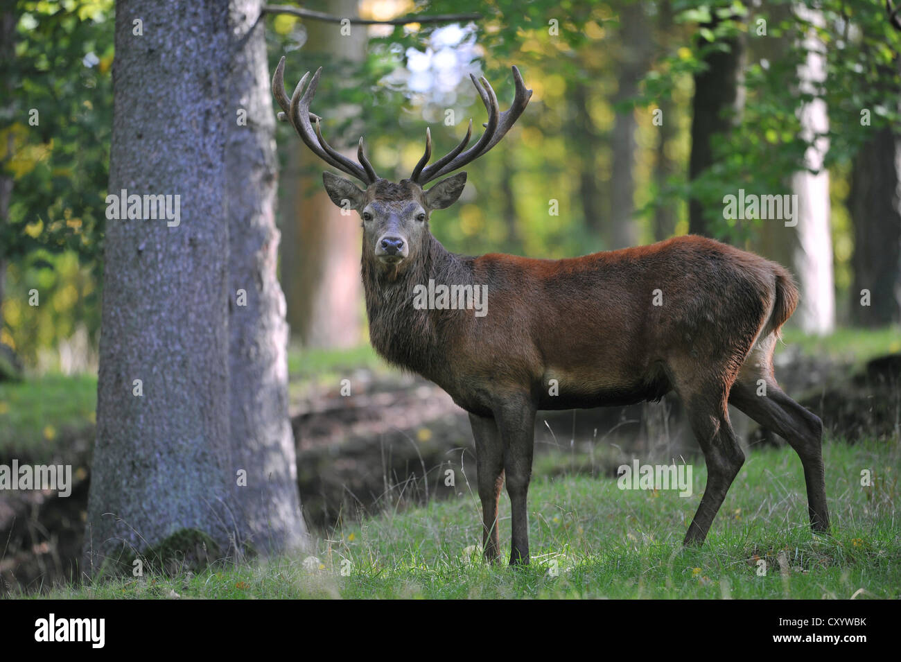 Red deer (Cervus elaphus), stag, state game reserve, Lower Saxony, PublicGround Stock Photo
