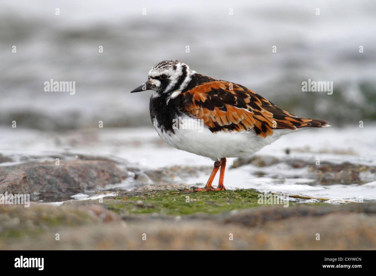 Ruddy turnstone (Arenaria interpres), with breeding plumage, standing on a rock overgrown with moss on the beach Stock Photo