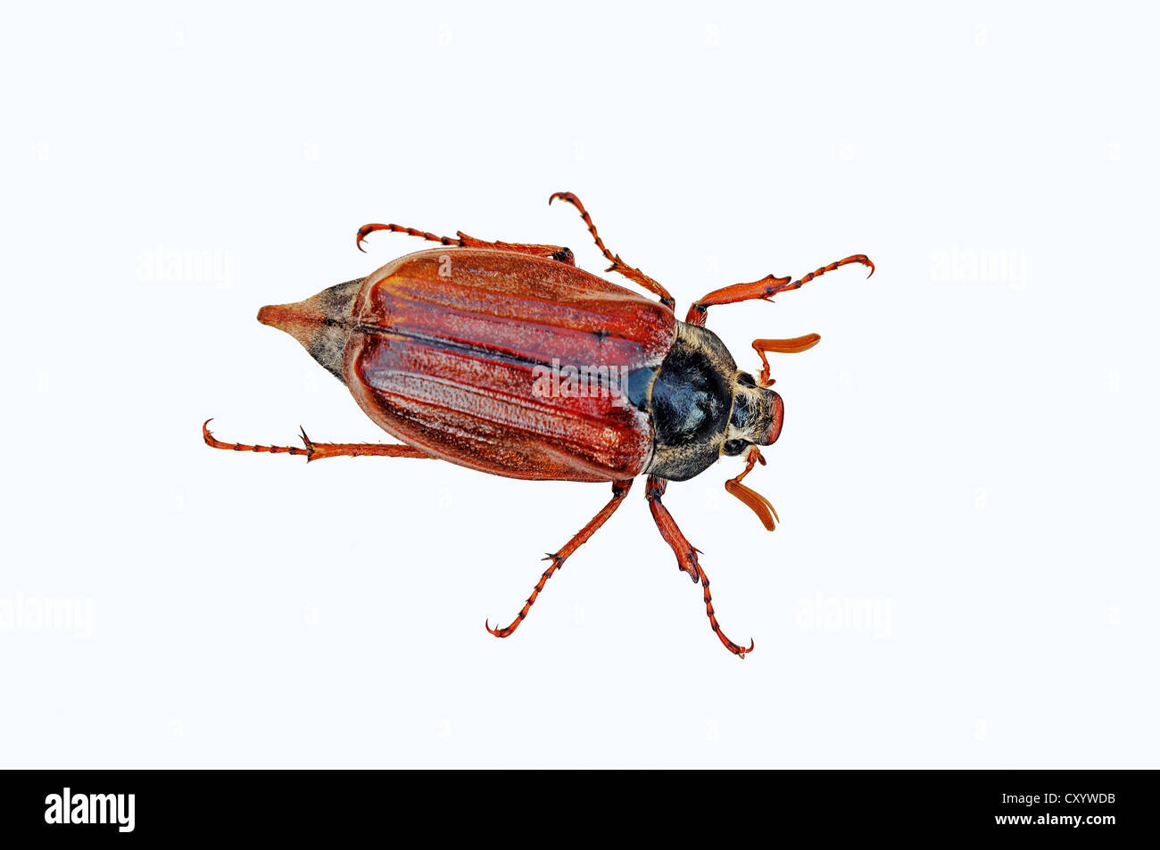Common cockchafer or may bug (Melolontha melolontha) Stock Photo