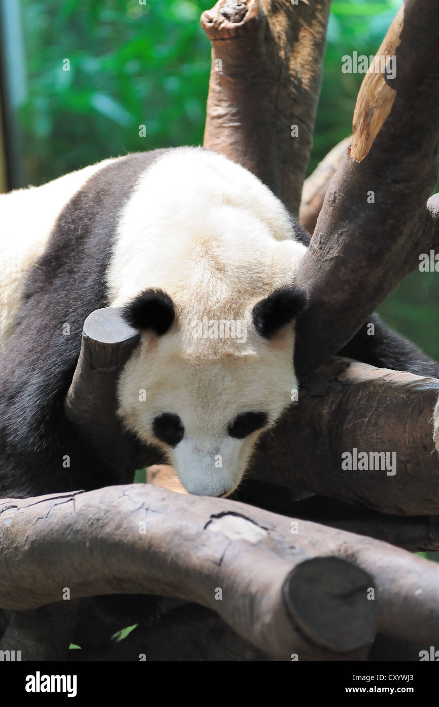 A giant panda lying on the tree branch and sleeping Stock Photo