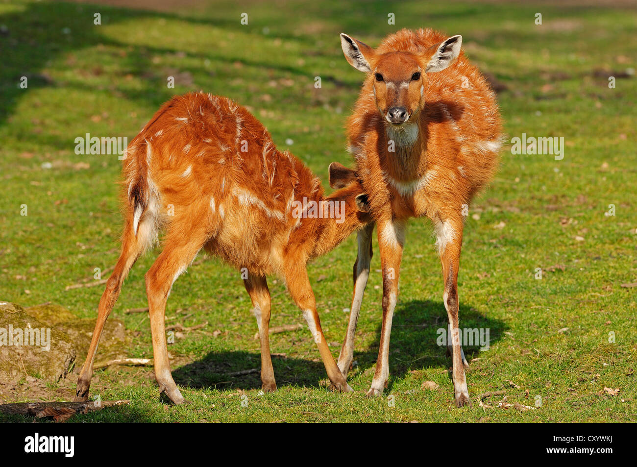 Sitatungas (Tragelaphus spekii gratus), doe wit suckling calf, found in Africa, captive, Netherlands, Europe Stock Photo