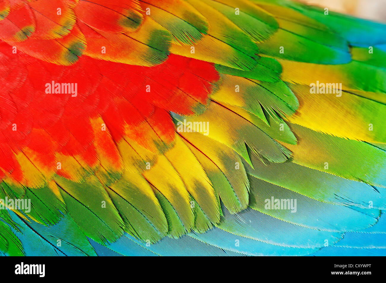 Hybrid of scarlet macaw and red-and-green macaw (Ara macao x Ara chloroptera), detailed view of the feathers Stock Photo