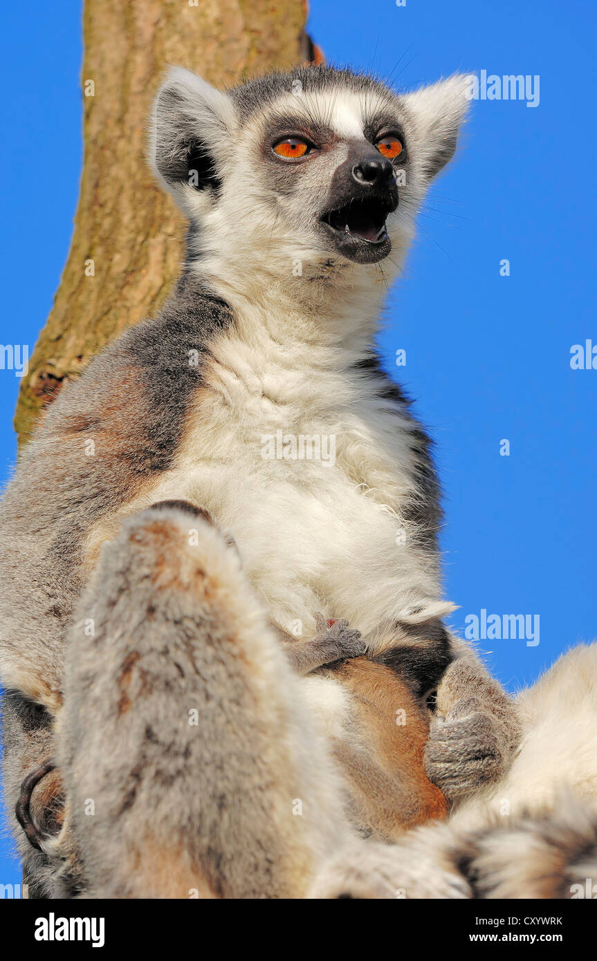 Ring-tailed lemurs (Lemur catta), female with four-day-old infants, found  in Madagascar, captive, Netherlands, Europe Stock Photo - Alamy