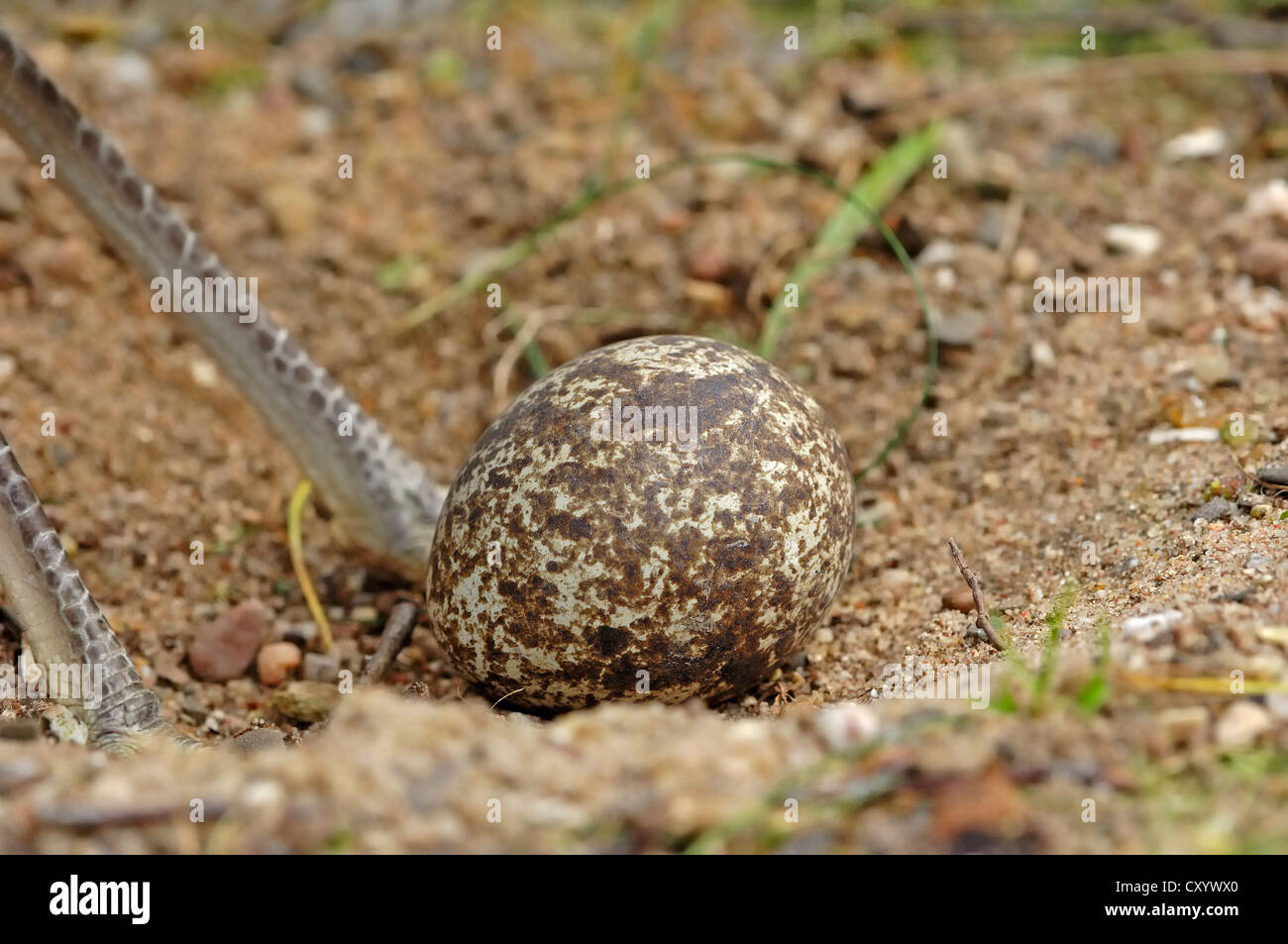 Spotted thick-knee (Burhinus capensis), egg, found in Africa, captive, Netherlands, Europe Stock Photo