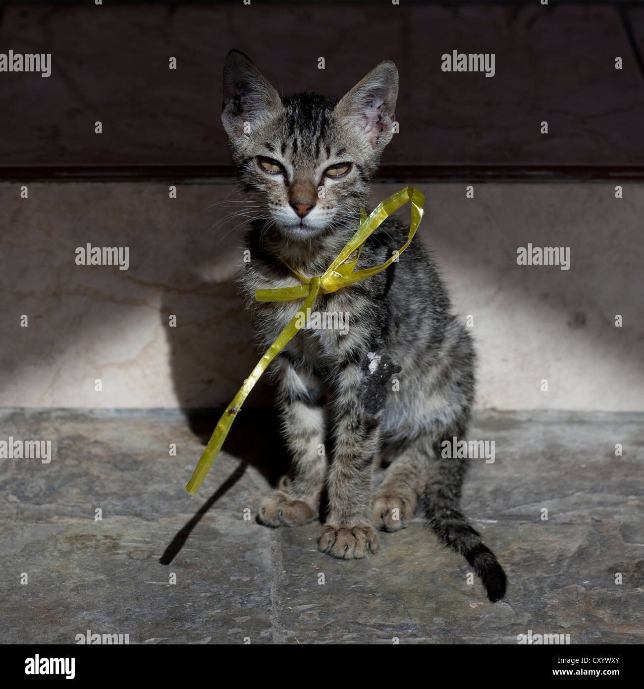 Omani cat hires stock photography and images Alamy