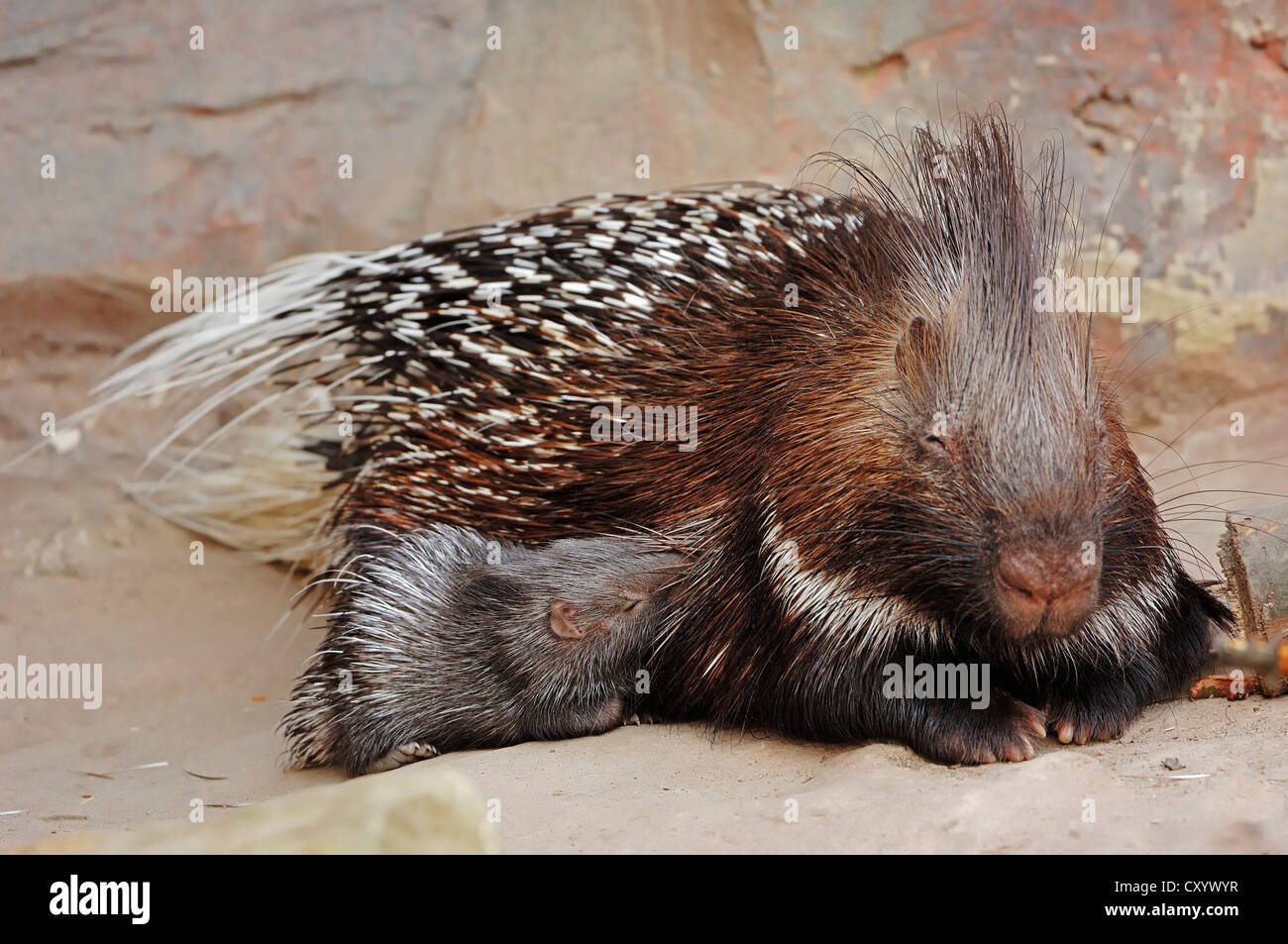 Indian crested porcupine (Hystrix indica, Hystrix leucura), female with young animal, native to the Middle East and India Stock Photo