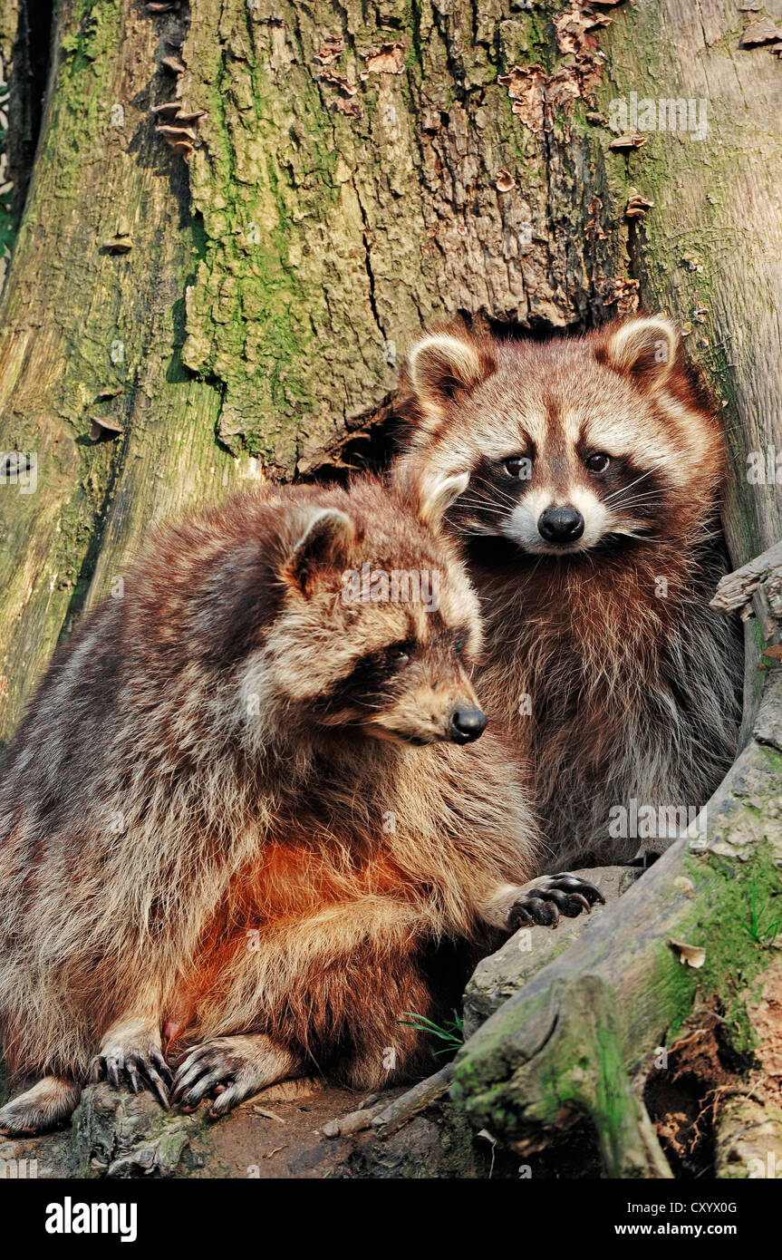 North American raccoon (Procyon lotor), native to North America, captive, Netherlands, Europe Stock Photo