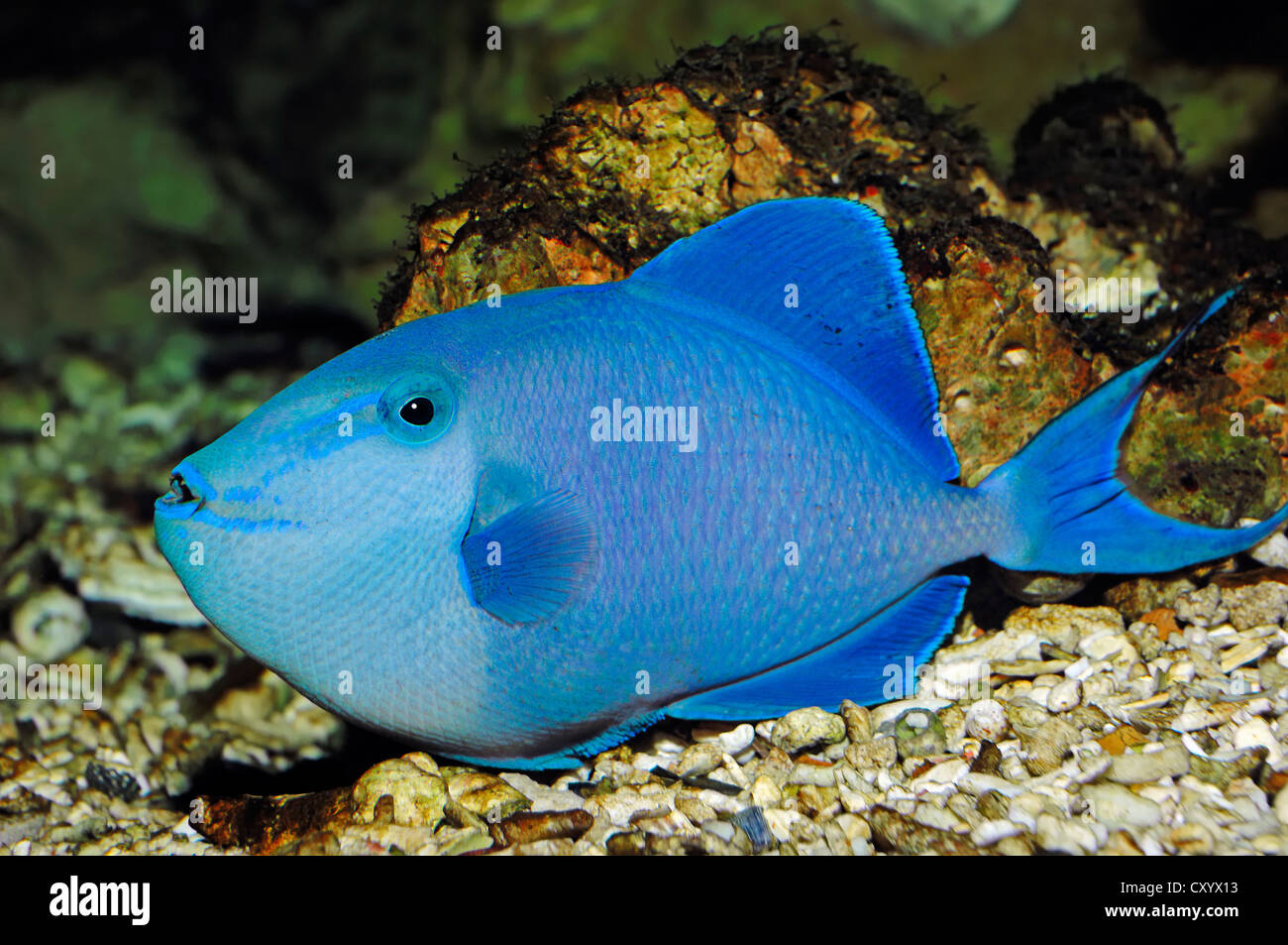 Redtoothed triggerfish (Odonus niger), native to the Red Sea and the Indo-Pacific Ocean, captive Stock Photo