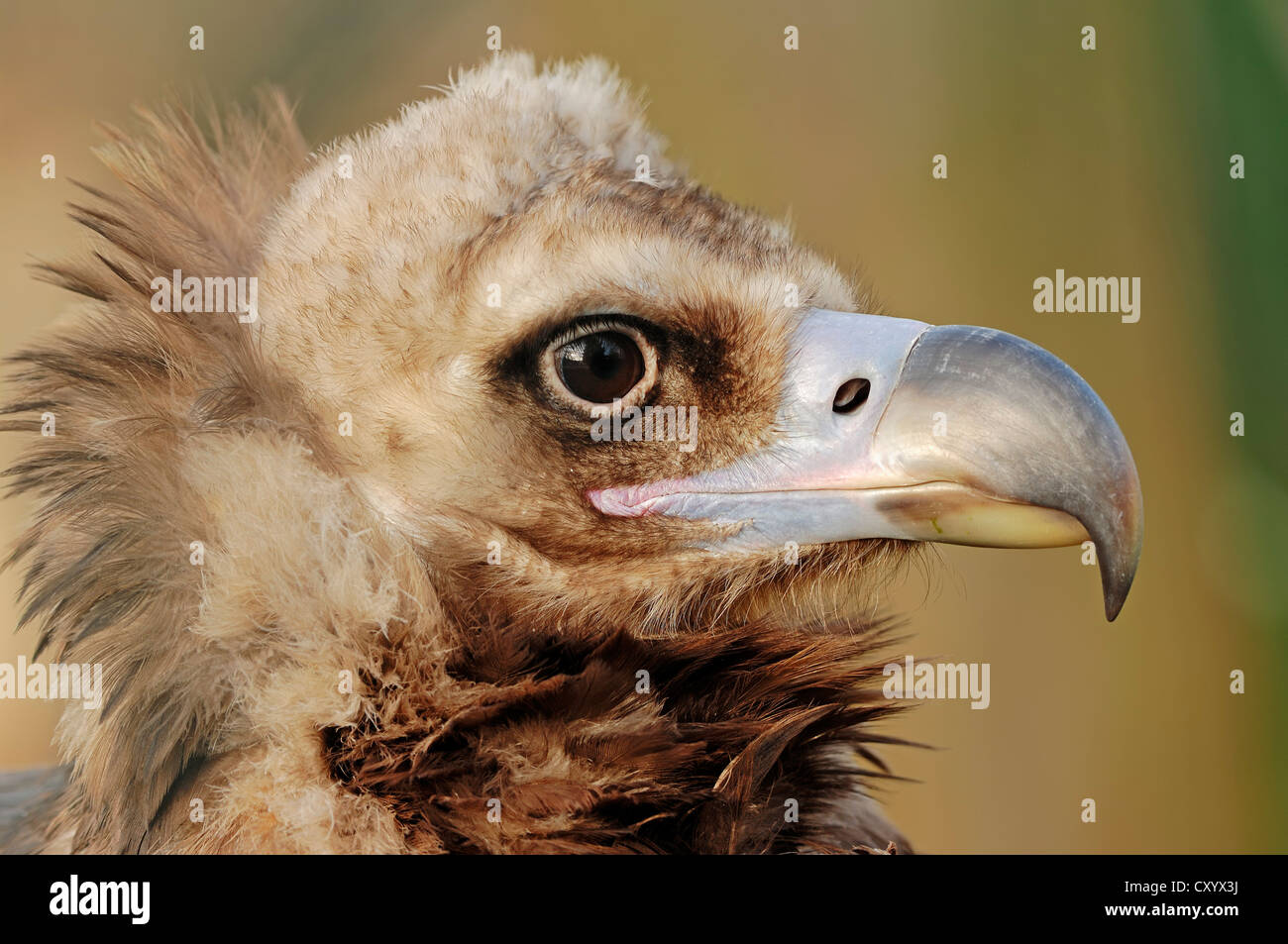 Cinereous vulture (Aegypius monachus), portrait, native to southern Europe and Central Asia, captive, North Rhine-Westphalia Stock Photo