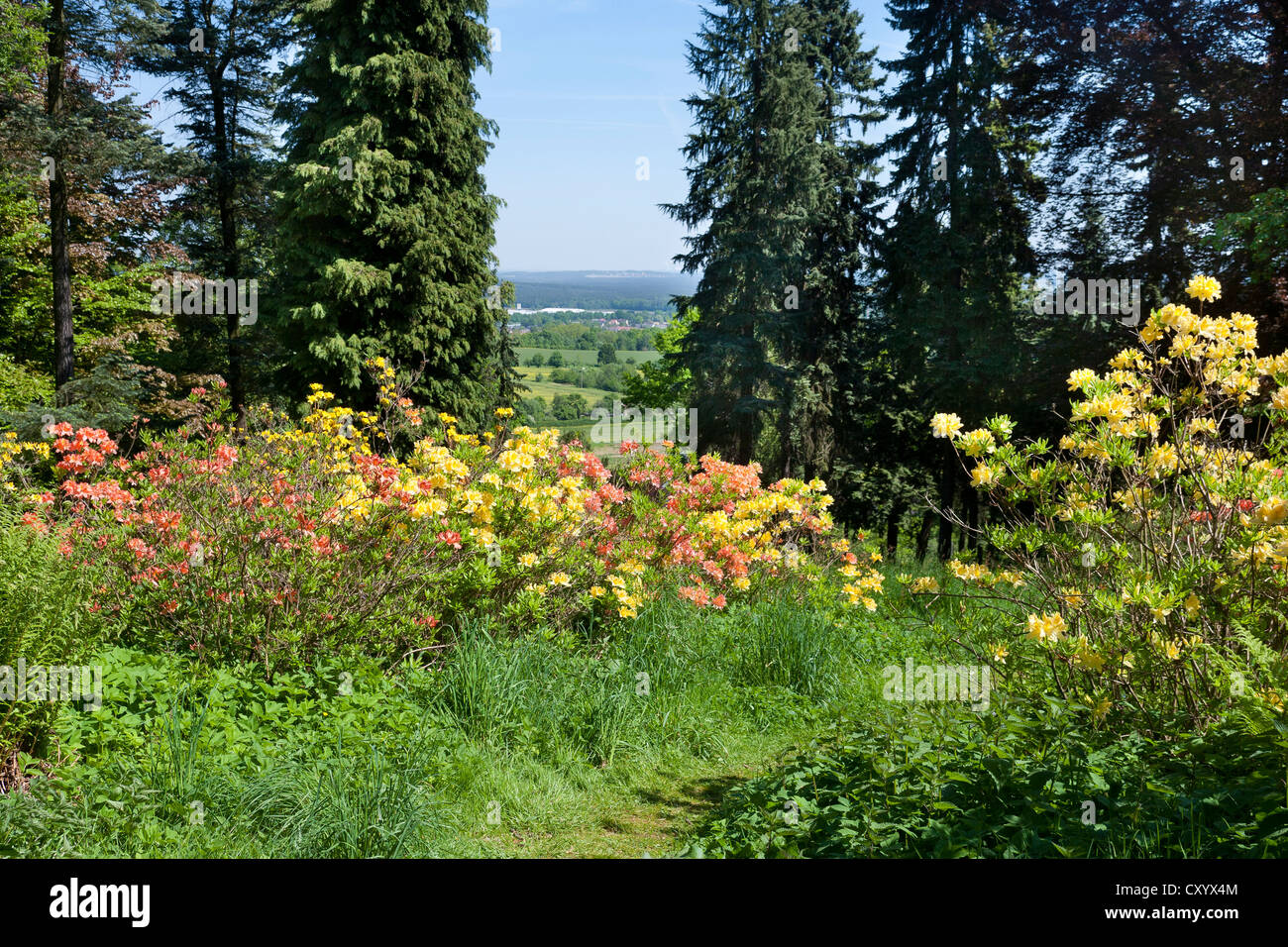 Path through flowering rhododendron, Hutberg, the town of Kamenz at the back, Saxony Stock Photo