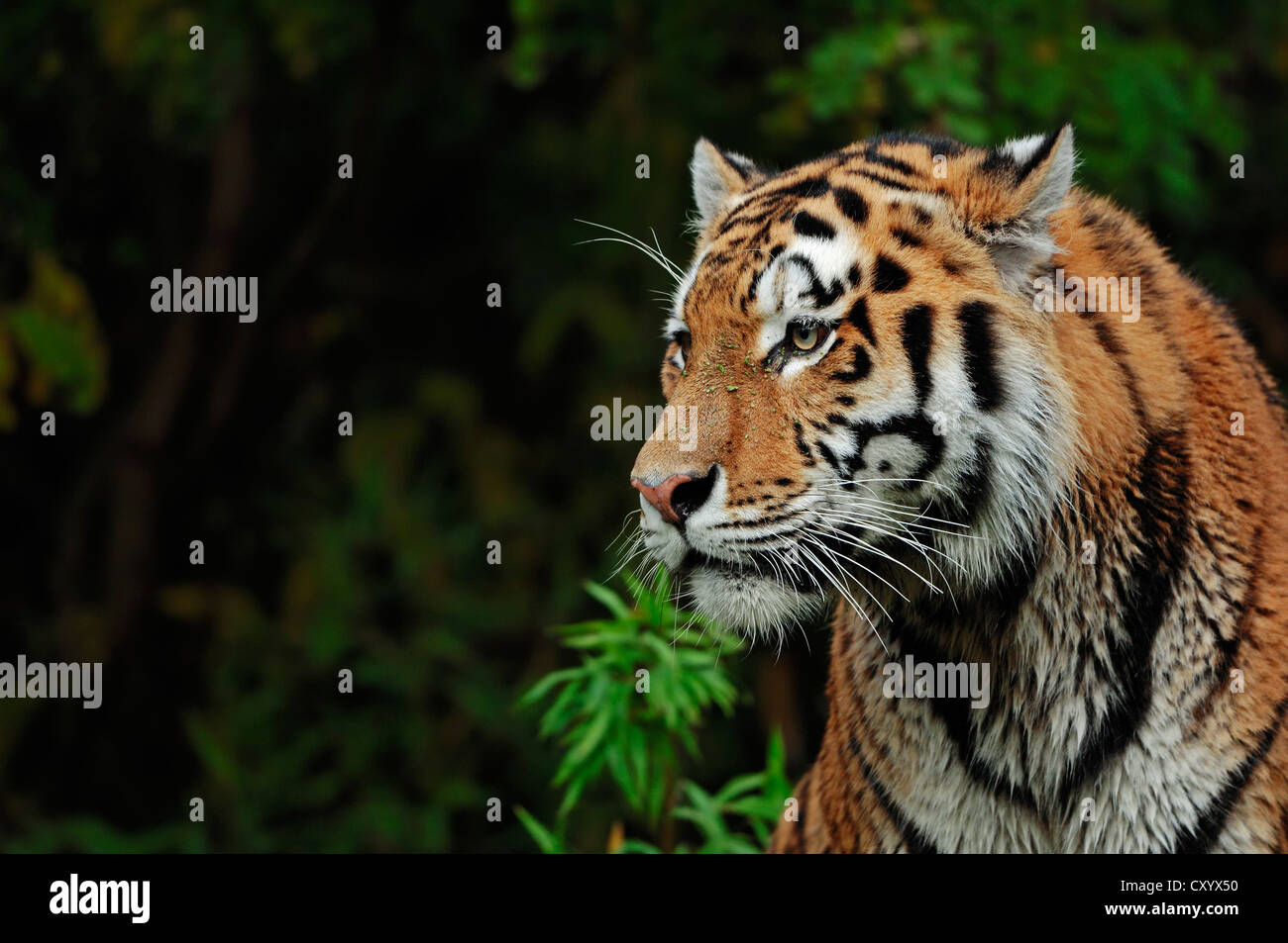 Siberian tiger or Amur tiger (Panthera tigris altaica), portrait, Asian species, captive, The Netherlands, Europe Stock Photo